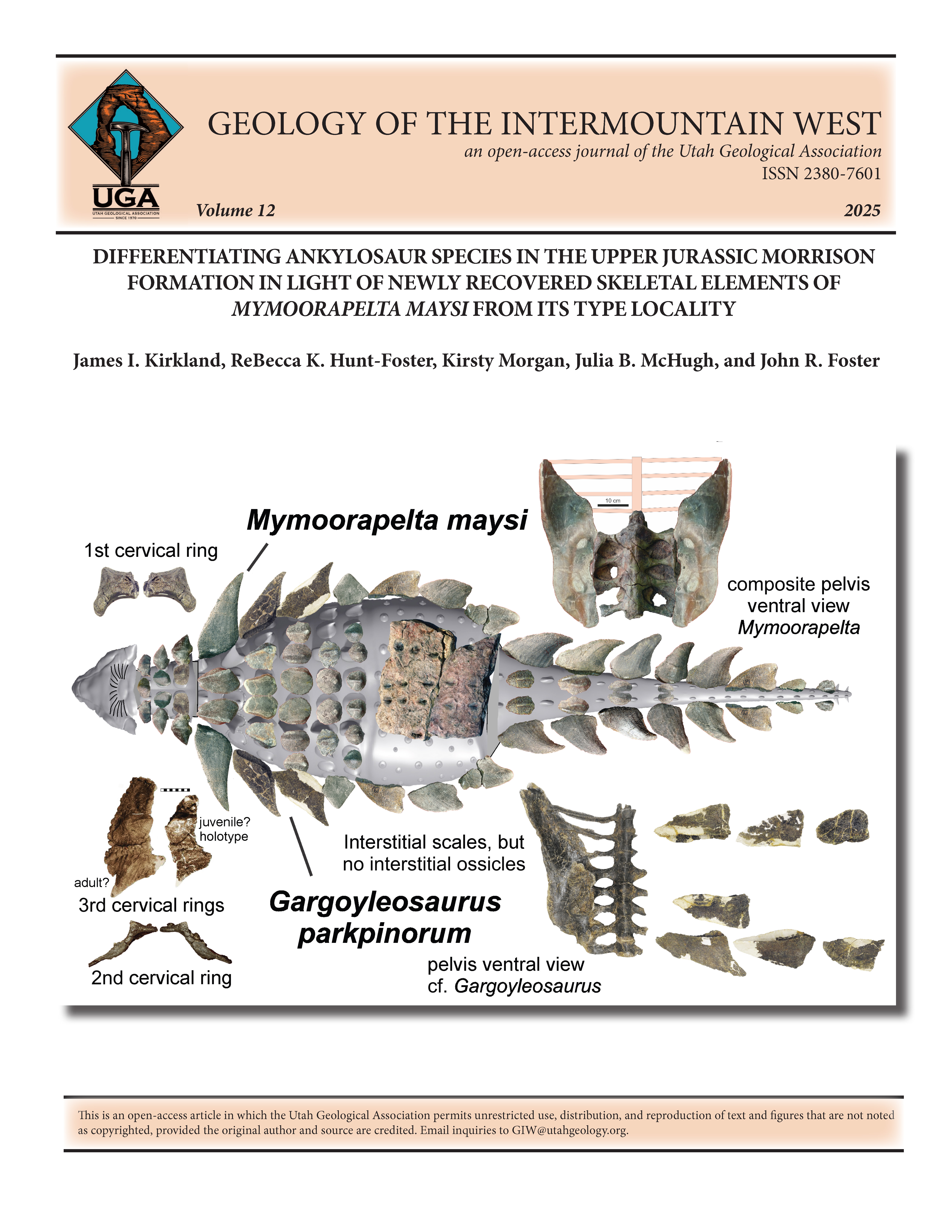Hypothetical reconstruction of the distribution of osteoderm elements of Mymoorapelta maysi with reconstructed pelvis in ventral view as compared to that of Gargoyleosaurus parkpinorum’s pelvis and lateral osteoderm elements. Scale of fossil elements by reference to figures in manuscript. Comparison of Gargoyleosaurus third cervical rings modified after Carpenter et al. (2013).
